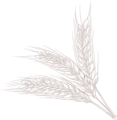 Wheat Sketch