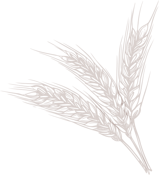 Wheat Sketch