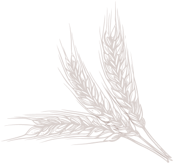 Wheat Sketch