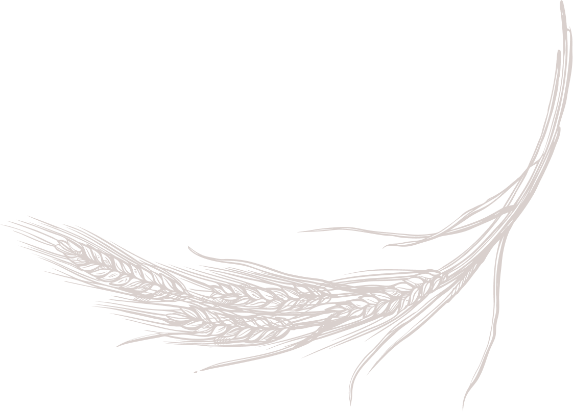 Wheat Sketch