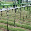 Liquid Fertilizer Application