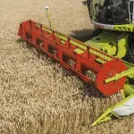 Harvesting of early grain crops